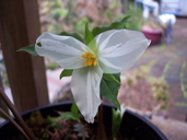 Trillium ovatum
