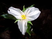 Trillium ovatum
