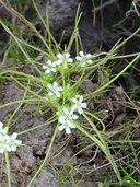 Navarretia myersii ssp. myersii