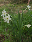 Narcissus watieri