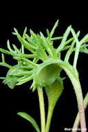 Eriospermum cervicorne