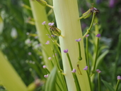 Caulanthus inflatus