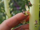 Caulanthus inflatus