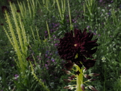 Caulanthus inflatus