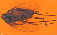 Trichomyia sp.