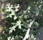 Ambrosia magdalenae