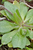 Erophila verna ssp. verna