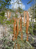 Desmanthus fruticosus