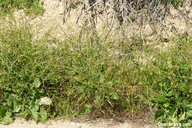 Brassica tournefortii