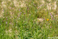 Caulanthus lasiophyllus