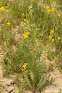 Caulanthus lasiophyllus