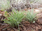 Frasera albicaulis var. modocensis
