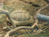 Egyptian Tortoise