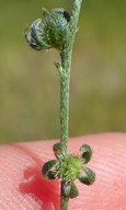 Plagiobothrys greenei