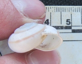 San Joaquin Shoulderband Snail