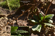 Verbascum virgatum