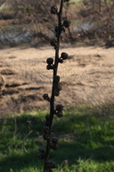 Verbascum virgatum