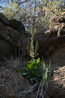 Verbascum virgatum