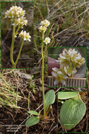 Micranthes nidifica