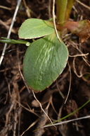 Micranthes nidifica