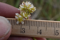 Micranthes nidifica