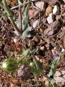 Malacothrix coulteri