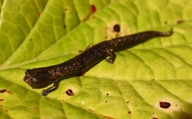 Bolitoglossa digitigrada