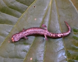 Bolitoglossa digitigrada