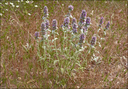 Dwarf Lambs Ears