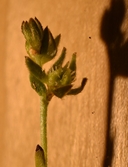 Plagiobothrys austiniae