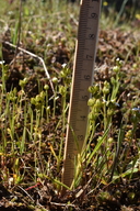 Plagiobothrys austiniae