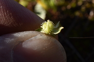 Plagiobothrys austiniae