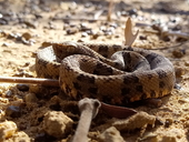 Bothrops pauloensis
