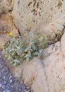 Bahiopsis reticulata