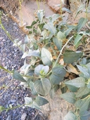 Bahiopsis reticulata