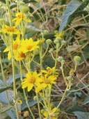 Bahiopsis reticulata