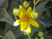 Bahiopsis reticulata