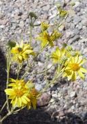Bahiopsis reticulata