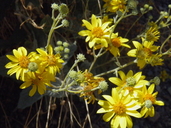 Bahiopsis reticulata