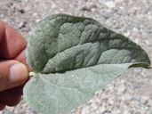 Bahiopsis reticulata