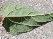Bahiopsis reticulata
