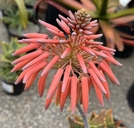 Aloe distans