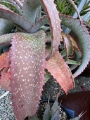 Aloe labworana