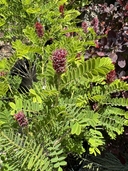 Amorpha nana