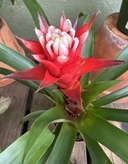 Guzmania sp.