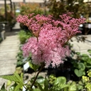 Filipendula rubra