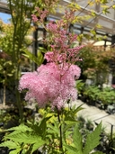Filipendula rubra