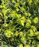Euphorbia characias