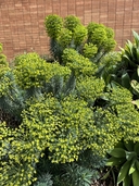 Euphorbia characias