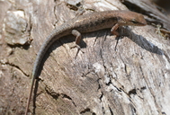 Bauxite Skink